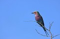  Rollier, oiseau, Afrique du Sud 